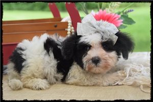 Maya - Havanese for sale