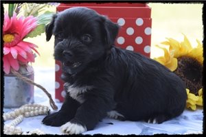 Oppie - Havanese for sale