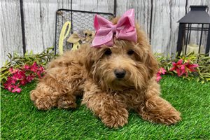 Masie - puppy for sale