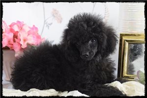 Beau - Poodle, Miniature for sale