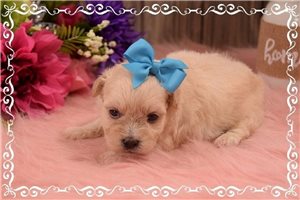 Bessie - Schnoodle for sale
