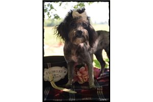 Flower - Shih-Poo - Shihpoo for sale