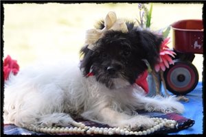 Meila - Yorkiepoo - Yorkie Poo for sale