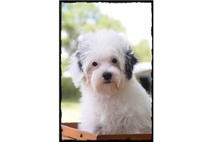 Stitch - Yorkiepoo - Yorkie Poo for sale