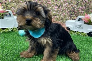 Luke - Yorkshire Terrier - Yorkie for sale