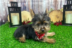 Lance - Yorkshire Terrier - Yorkie for sale
