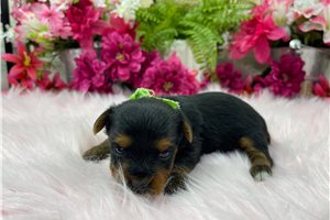 Gregor - Yorkshire Terrier - Yorkie for sale