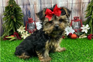 Liz - Yorkshire Terrier - Yorkie for sale