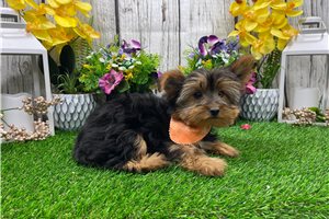 Lance - Yorkshire Terrier - Yorkie for sale