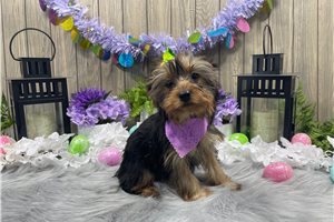 Ryley - Yorkshire Terrier - Yorkie for sale