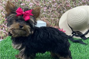 Lacey - Yorkshire Terrier - Yorkie for sale