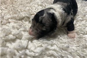 Julius - Aussiedoodle for sale