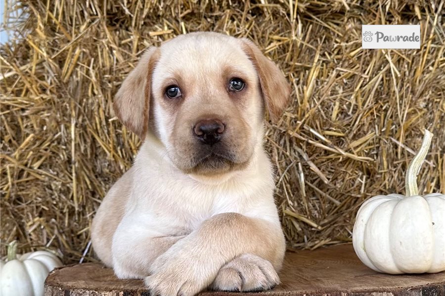 Ennis - Labrador Retriever for sale