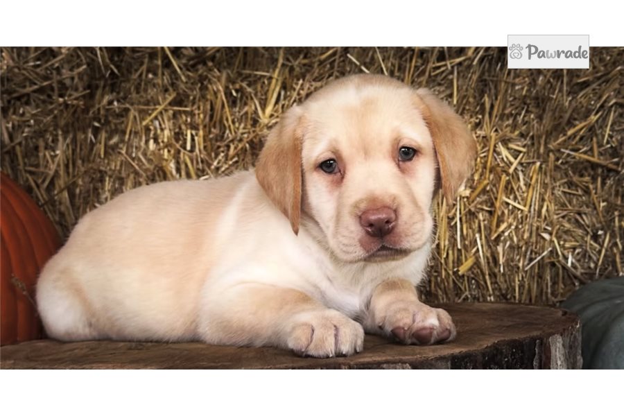 Elena - Labrador Retriever for sale