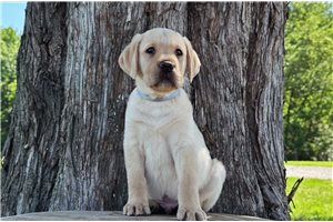 Franklin - Labrador Retriever for sale