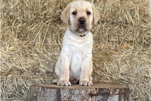Franklin - Labrador Retriever for sale
