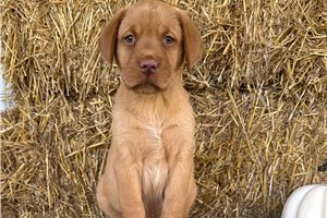 Ernie - Labrador Retriever, placed in Fredericksburg
