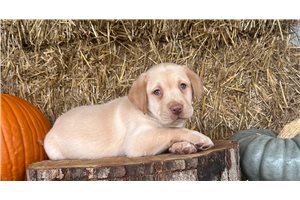 Elena - Labrador Retriever for sale
