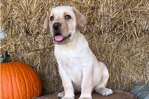 Ennis - Labrador Retriever for sale