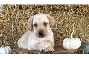 Ennis - Labrador Retriever for sale