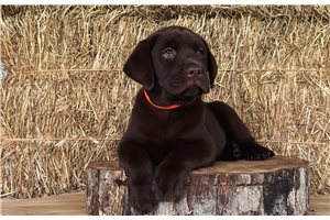 Coco - Labrador Retriever for sale