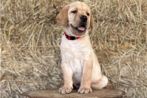 Fabio - Labrador Retriever for sale