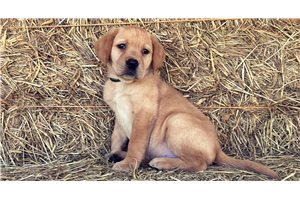 Fancy - Labrador Retriever for sale