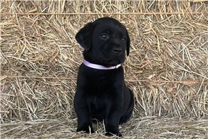 Faith - puppy for sale