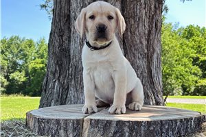 Hancock - Labrador Retriever for sale