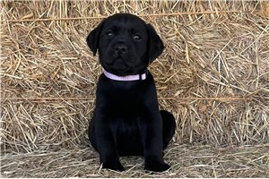 Faith - Labrador Retriever for sale