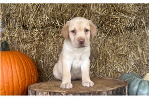 Elena - Labrador Retriever for sale