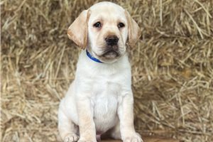 Fabian - Labrador Retriever for sale