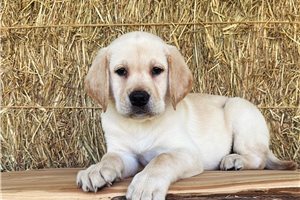 Ferdinand - Labrador Retriever for sale