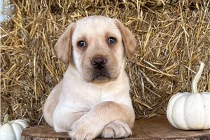 Ennis - Labrador Retriever for sale