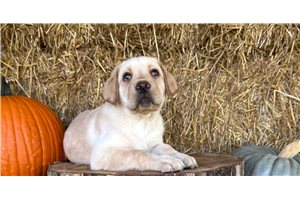 Ennis - Labrador Retriever for sale