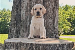 Ferdinand - Labrador Retriever for sale