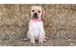 Fannie - Labrador Retriever for sale