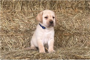 Fabian - puppy for sale