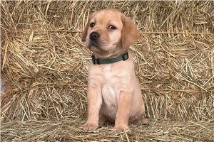Fancy - Labrador Retriever for sale