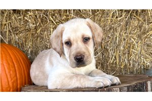 Ennis - Labrador Retriever for sale