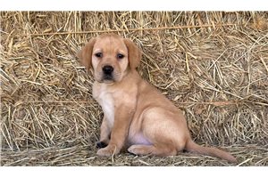 Fancy - Labrador Retriever for sale