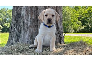 Fabian - puppy for sale