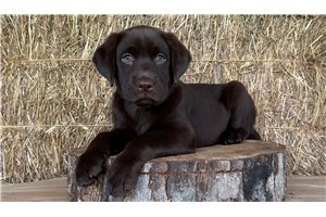 Cowgirl - puppy for sale