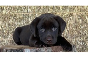 Dolly - Labrador Retriever for sale