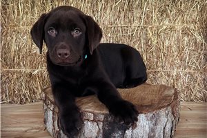 Dolly - Labrador Retriever for sale