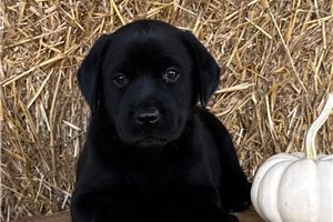 Eliza - Labrador Retriever, placed in Fredericksburg