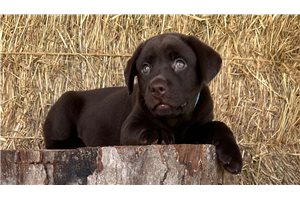 Dolly - Labrador Retriever for sale