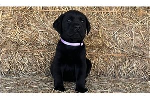 Faith - puppy for sale