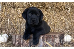 Elias - Labrador Retriever, placed in Fredericksburg