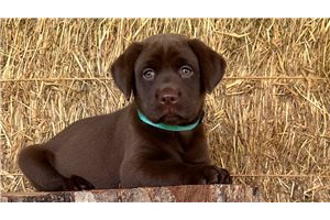 Della - puppy for sale